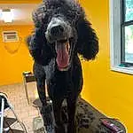 Dog, Window, Water Dog, Carnivore, Dog breed, Companion dog, Working Animal, Snout, Poodle, Standard Poodle, Toy Dog, Furry friends, Chair, Terrier, Musical Instrument, Canidae, Non-sporting Group, Poodle Crossbreed