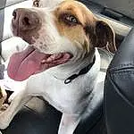 Dog, White, Dog breed, Collar, Carnivore, Fawn, Companion dog, Working Animal, Dog Collar, Whiskers, Pet Supply, Vehicle, Window, Canidae, Vehicle Door, Leash, Selfie, Car Seat, Furry friends