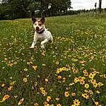 Flower, Plant, Dog, People In Nature, Green, Carnivore, Sky, Grass, Dog breed, Natural Landscape, Petal, Tree, Fawn, Companion dog, Happy, Grassland, Groundcover, Meadow, Field, Prairie