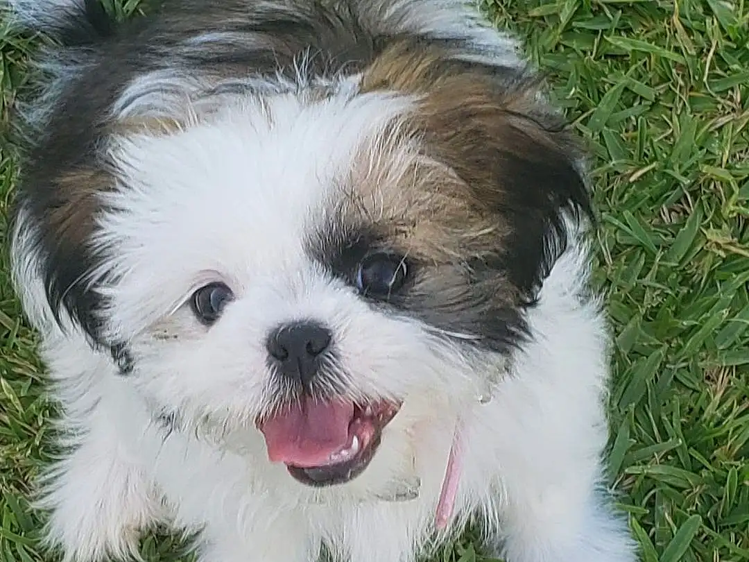 Dog, Dog breed, Plant, Carnivore, Shih Tzu, Companion dog, Dog Supply, Fawn, Grass, Toy Dog, Snout, Whiskers, Terrier, Liver, Working Animal, Canidae, Furry friends, Small Terrier, Puppy love