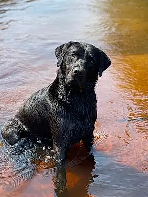 Name Labrador Retriever Dog Miller