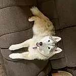 Eyes, Cat, Couch, Dog breed, Comfort, Felidae, Carnivore, Small To Medium-sized Cats, Whiskers, Fawn, Companion dog, Snout, Tail, Paw, Domestic Short-haired Cat, Canidae, Claw, Furry friends, Nap
