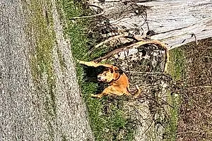 Forest Labrador Retriever Dog Hades