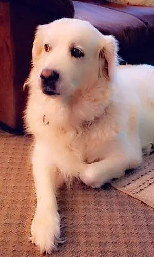 Great Pyrenees Dog Piper