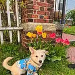 Plant, Dog, Flower, Dog breed, Dog Supply, Carnivore, Dog Clothes, Grass, Fawn, Companion dog, Chair, Lawn, Tail, Collar, Garden, Pet Supply, Window, Annual Plant, Canidae