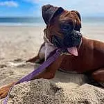 Sky, Cloud, Dog, Beach, Carnivore, Dog breed, Boxer, Fawn, Wood, Wrinkle, Landscape, Snout, Liver, Water, Sand, Companion dog, Working Animal, Tree, Horizon