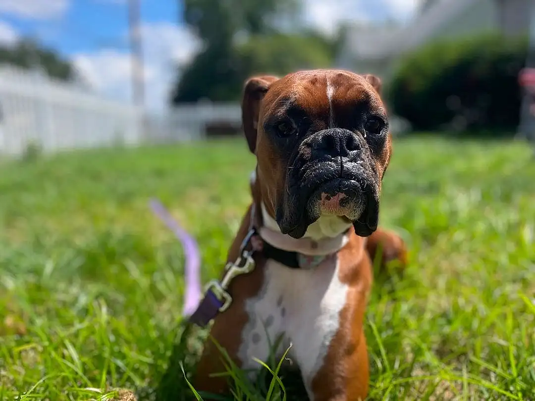 Sky, Plant, Dog, Cloud, Carnivore, Tree, Dog breed, Grass, Companion dog, Collar, Bulldog, Wrinkle, Snout, Dog Collar, Lawn, Whiskers, Canidae, Boxer, Working Animal