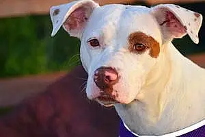 Name Pitt Bull Terrier Dog Indica
