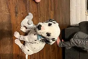 Name Dalmatian Dog Dodger
