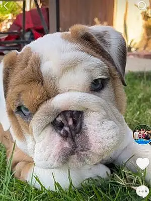 Name Bulldog Dog Marshmallow