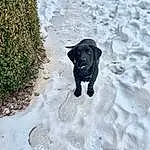 Dog, Carnivore, Dog breed, Snow, Working Animal, Tints And Shades, Snout, Tail, Plant, Road Surface, Freezing, Winter, Shadow, Soil, Canidae, Sand, Guard Dog, Borador, Working Dog