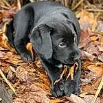 Dog, Dog breed, Carnivore, Working Animal, Fawn, Companion dog, Terrestrial Animal, Wood, Snout, Whiskers, Canidae, Borador, Furry friends, Soil, Liver, Grass, Gun Dog, Hunting Dog