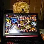 Computer, Dog, Personal Computer, Laptop, Output Device, Input Device, Netbook, Touchpad, Carnivore, Space Bar, Peripheral, Dog breed, Companion dog, Gadget, Audio Equipment, Firefighter, Computer Hardware, Electronic Device, Display Device, Flat Panel Display