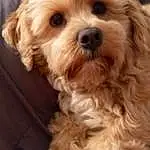 Dog, Dog breed, Carnivore, Companion dog, Toy Dog, Liver, Water Dog, Working Animal, Furry friends, Terrier, Yorkipoo, Small Terrier, Maltepoo, Canidae