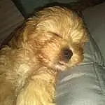 Dog, Carnivore, Dog breed, Comfort, Companion dog, Fawn, Toy Dog, Liver, Shih-poo, Snout, Small Terrier, Working Animal, Terrier, Furry friends, Whiskers, Puppy love, Cockapoo, Poodle Crossbreed, Tail
