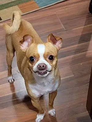 Name Chihuahua Dog Banjo