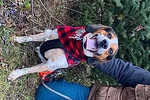 Beagle Dog Ruger