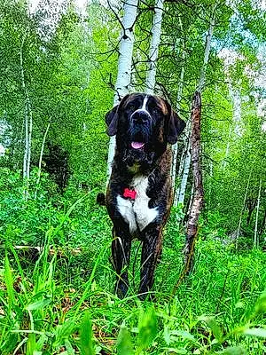 Forest Cane Corso Dog Bear