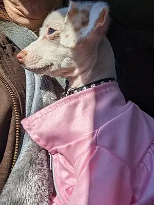 Name Chihuahua Dog Elsa