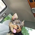 Dog, Dog breed, Carnivore, Dog Supply, Fawn, Companion dog, Toy Dog, Vehicle, Snout, Small Terrier, Terrier, Yorkshire Terrier, Liver, Wood, Furry friends, Collar, Working Animal, Yorkipoo, Car