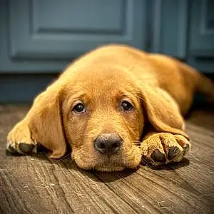 Name Labrador Retriever Dog Bodhi