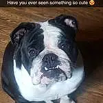 Dog, Carnivore, Dog breed, Flash Photography, Companion dog, Fawn, Bulldog, Whiskers, Snout, Boston Terrier, Wood, Font, Wrinkle, Furry friends, Canidae, Terrestrial Animal, Photo Caption, Hardwood, Molosser