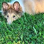 Virginia Opossum, Plant, Grass, Dog breed, Whiskers, Fawn, Groundcover, Common Opossum, Snout, Terrestrial Animal, Marsupial, Canidae, Furry friends, Opossum, Possum, Herbaceous Plant, Herb