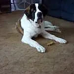 Dog, St. Bernard, Carnivore, Moscow Watchdog, Fawn, Dog breed, Wood, Hardwood, Companion dog, Tail, Paw, Working Dog, Working Animal, Couch, Sleeper Chair, Studio Couch