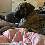 Dog, Comfort, Carnivore, Dog breed, Fawn, Companion dog, Working Animal, Couch, Linens, Gun Dog, Dog Supply, Room, Canidae, Furry friends, Liver, Guard Dog, Living Room, Bedding