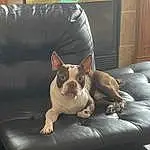 Dog, Comfort, Carnivore, Couch, Dog breed, Bulldog, Companion dog, Fawn, Whiskers, Toy Dog, Snout, Door, French Bulldog, Molosser, Canidae, Working Animal, Club Chair, Dog Bed, Slipcover