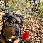 Plant, Dog, Carnivore, Flower, Grass, Tree, Dog breed, Terrestrial Plant, Companion dog, Soil, Petal, Landscape, Terrestrial Animal, Flowering Plant, Herbaceous Plant, Canidae, Working Dog, Working Animal