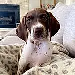 Dog, Dog breed, Carnivore, Liver, Companion dog, Fawn, Working Animal, Snout, Home Appliance, Television, Comfort, Picture Frame, Canidae, Whiskers, Braque Francais, Dog Supply, Non-sporting Group, Hunting Dog