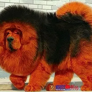 Tibetan Mastiff Dog Rocky