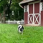 Dog, Plant, Building, Dog breed, Carnivore, Tree, Grass, House, Fence, Companion dog, Door, Home Fencing, Window, Lawn, Wood, Grassland, Cottage, Landscape, Hut