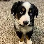 Dog, Dog breed, Carnivore, Whiskers, Companion dog, Herding Dog, Snout, Australian Shepherd, Terrestrial Animal, Bored, Furry friends, Working Animal, Canidae, Working Dog, Border Collie, Bernese Mountain Dog, Ancient Dog Breeds