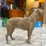 Dog, Carnivore, Felidae, Fawn, Working Animal, Peruvian Hairless Dog, Sculpture, Companion dog, Whiskers, Wood, Snout, Small To Medium-sized Cats, Tail, Dog breed, Terrier, Mexican Hairless Dog, Television, Terrestrial Animal, Toy Dog