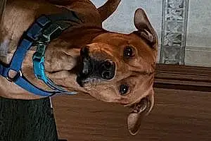 Pitt Bull Terrier Dog Ace