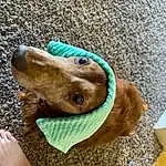 Dog, Dog breed, Carnivore, Working Animal, Liver, Ear, Wood, Companion dog, Fawn, Snout, Personal Protective Equipment, Canidae, Pet Supply, Dog Clothes, Furry friends, Fashion Accessory, Wrinkle, Recreation