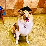 Dog, Dog breed, Carnivore, Rough Collie, Collie, Happy, Companion dog, Fawn, Whiskers, Smile, Shetland Sheepdog, Scotch Collie, Herding Dog, Snout, Tints And Shades, Plant, Flash Photography, Canidae