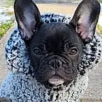 Dog, Dog breed, Carnivore, Working Animal, Ear, Bulldog, Whiskers, Collar, Companion dog, Fawn, Terrestrial Animal, Grass, Dog Collar, Toy Dog, Snout, Canidae, French Bulldog, Furry friends, Wrinkle
