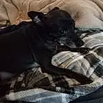 Dog, Comfort, Grey, Dog breed, Carnivore, Fawn, Companion dog, Working Animal, Snout, Linens, Guard Dog, Whiskers, Terrestrial Animal, Toy Dog, Canidae, Bed, Bedding, Furry friends, Non-sporting Group, Nap