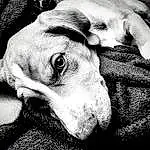 Dog, Dog breed, Carnivore, Jaw, Ear, Whiskers, Gesture, Comfort, Style, Black-and-white, Companion dog, Working Animal, Fawn, Monochrome, Snout, Black & White, Wrinkle, Paw, Bored