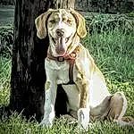 Dog, Plant, Carnivore, Dog breed, Grass, Companion dog, Fawn, Tree, Dog Collar, Snout, Retriever, Working Animal, Liver, Whiskers, Canidae, Pointing Breed, Gun Dog, Tail, Working Dog