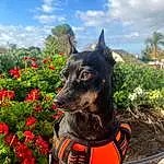 Sky, Dog, Plant, Cloud, Flower, Dog breed, Carnivore, Collar, Working Animal, Fawn, Dog Collar, Tree, Snout, Canidae, Grass, Palm Tree, Dog Supply, Recreation, Adventure