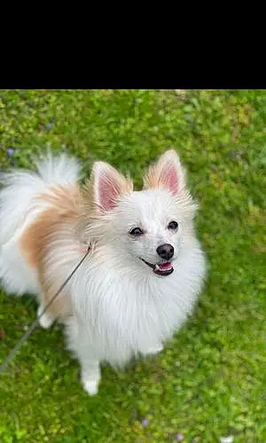 Pomeranian Dog Ellie