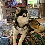Dog, Dog breed, Jaw, Sled Dog, Carnivore, Fawn, Companion dog, Siberian Husky, Snout, Working Animal, Canis, Furry friends, Canidae, Wolf, Working Dog, Room, Non-sporting Group, Picture Frame