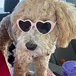 Glasses, Dog, Vision Care, Goggles, Sunglasses, Dog breed, Carnivore, Water Dog, Hat, Eyewear, Companion dog, Dog Collar, Poodle, Toy Dog, Snout, Personal Protective Equipment, Collar, Fun, Terrier, Furry friends