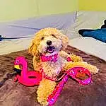 Glasses, Dog, Water Dog, Toy, Dog breed, Dog Supply, Carnivore, Sunglasses, Pink, Companion dog, Fawn, Poodle, Happy, Toy Dog, Magenta, Stuffed Toy, Canidae, Fun, Terrier