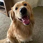 Dog, Dog breed, Carnivore, Whiskers, Fawn, Companion dog, Working Animal, Snout, Golden Retriever, Retriever, Fang, Furry friends, Happy, Canidae, Ball, Gun Dog, Hardwood, Wood, Shout