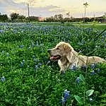 Flower, Plant, Sky, Dog, Cloud, People In Nature, Carnivore, Natural Landscape, Grass, Dog breed, Fawn, Grassland, Groundcover, Meadow, Field, Tree, Herbaceous Plant, Prairie, Agriculture, Landscape